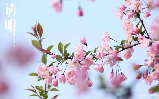 廣東香蕉黄瓜丝瓜绿巨人樱桃最新版清明放假通知