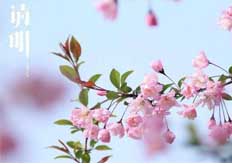 關於廣東（dōng）香蕉黄瓜丝瓜绿巨人樱桃最新版清明放假通知